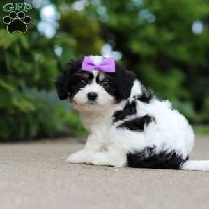 Darla, Cavachon Puppy